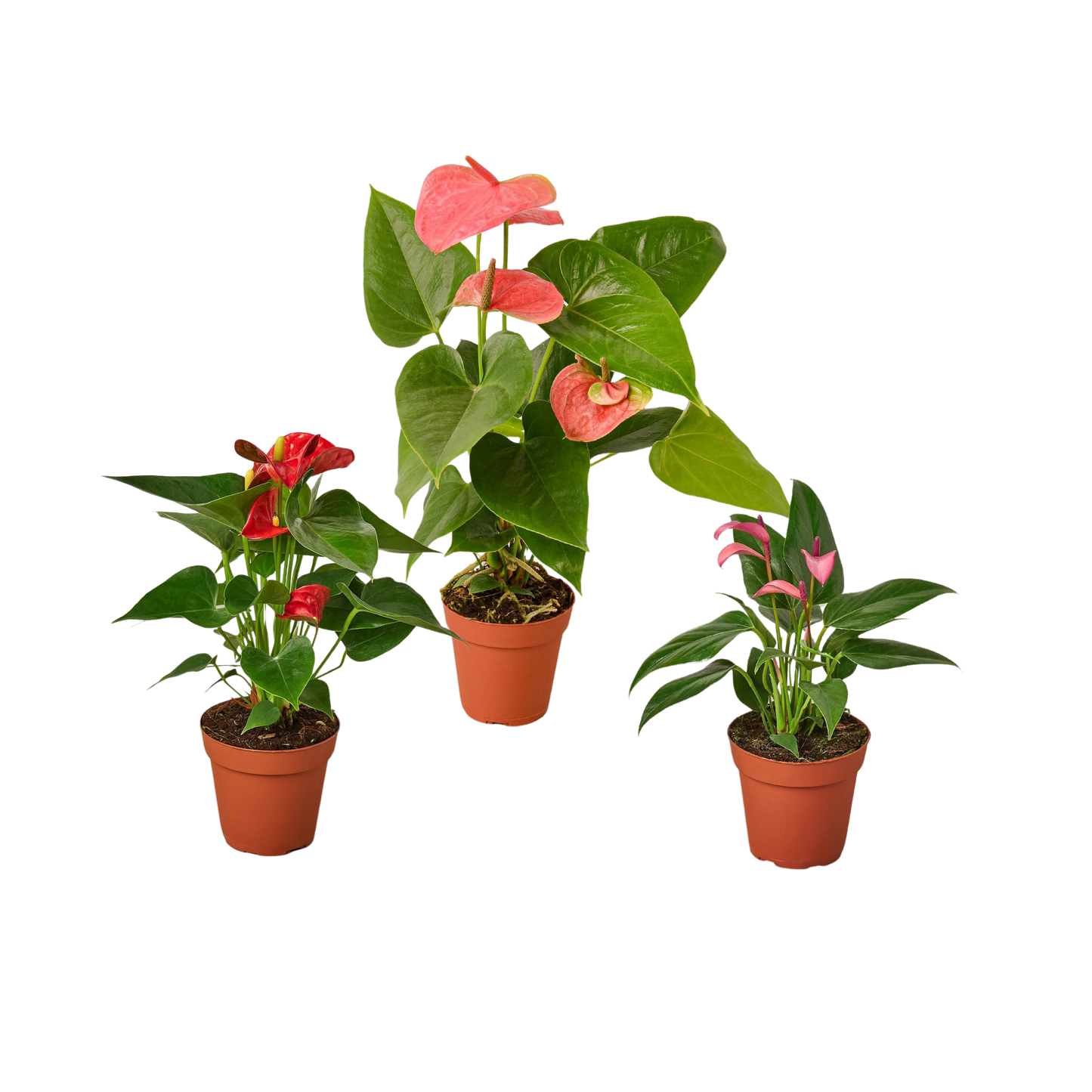 3 Anthurium Variety Pack- All Different Colors 4" potted plant