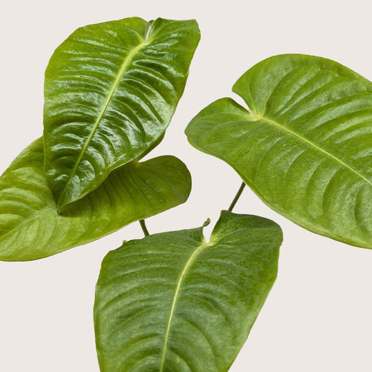 Anthurium 'Veitchii' potted plant