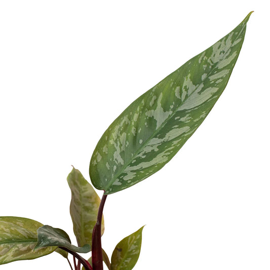 Apoballis 'Purple Sword' potted plant