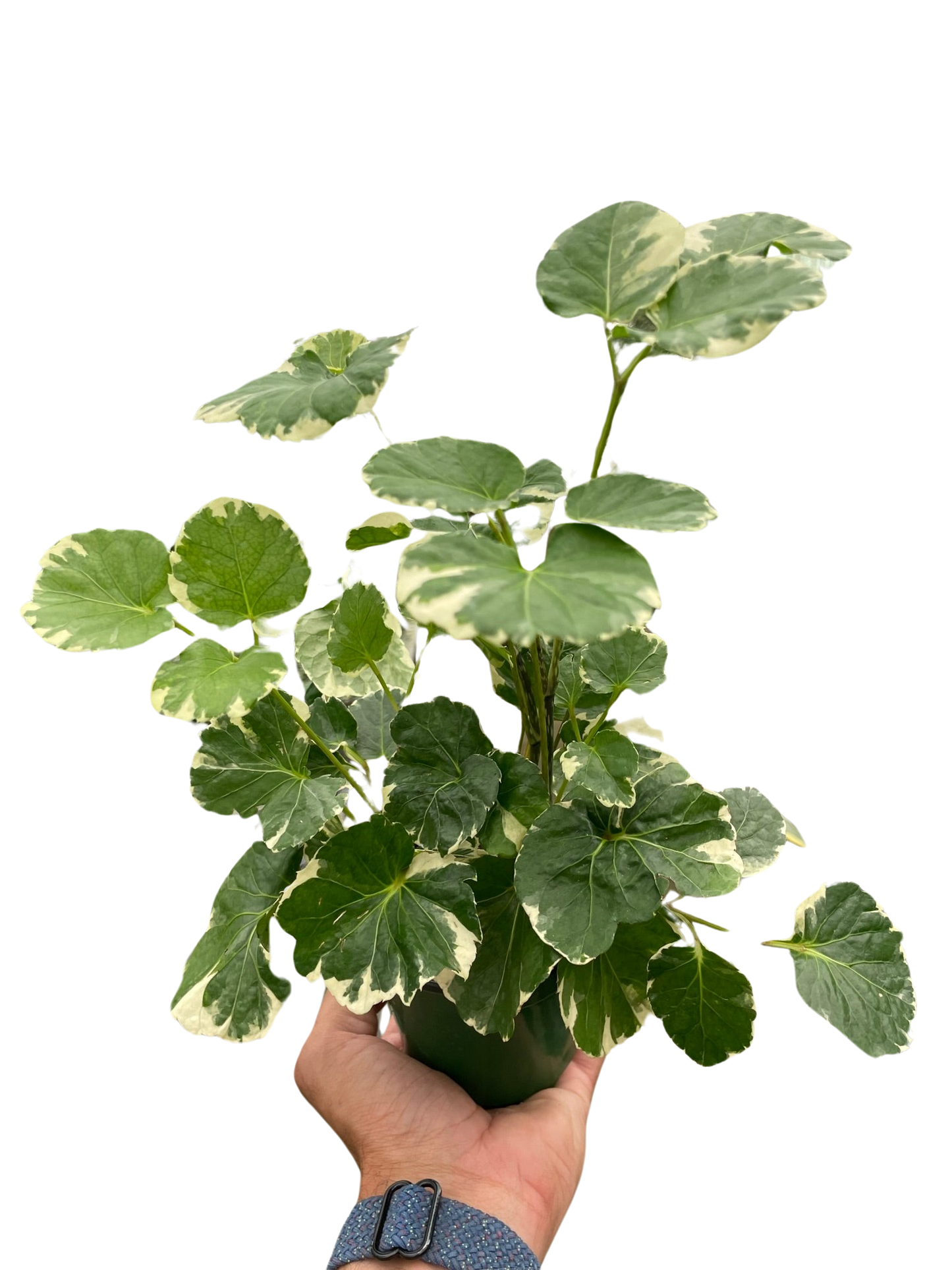 Aralia 'Balfouriana' potted plant