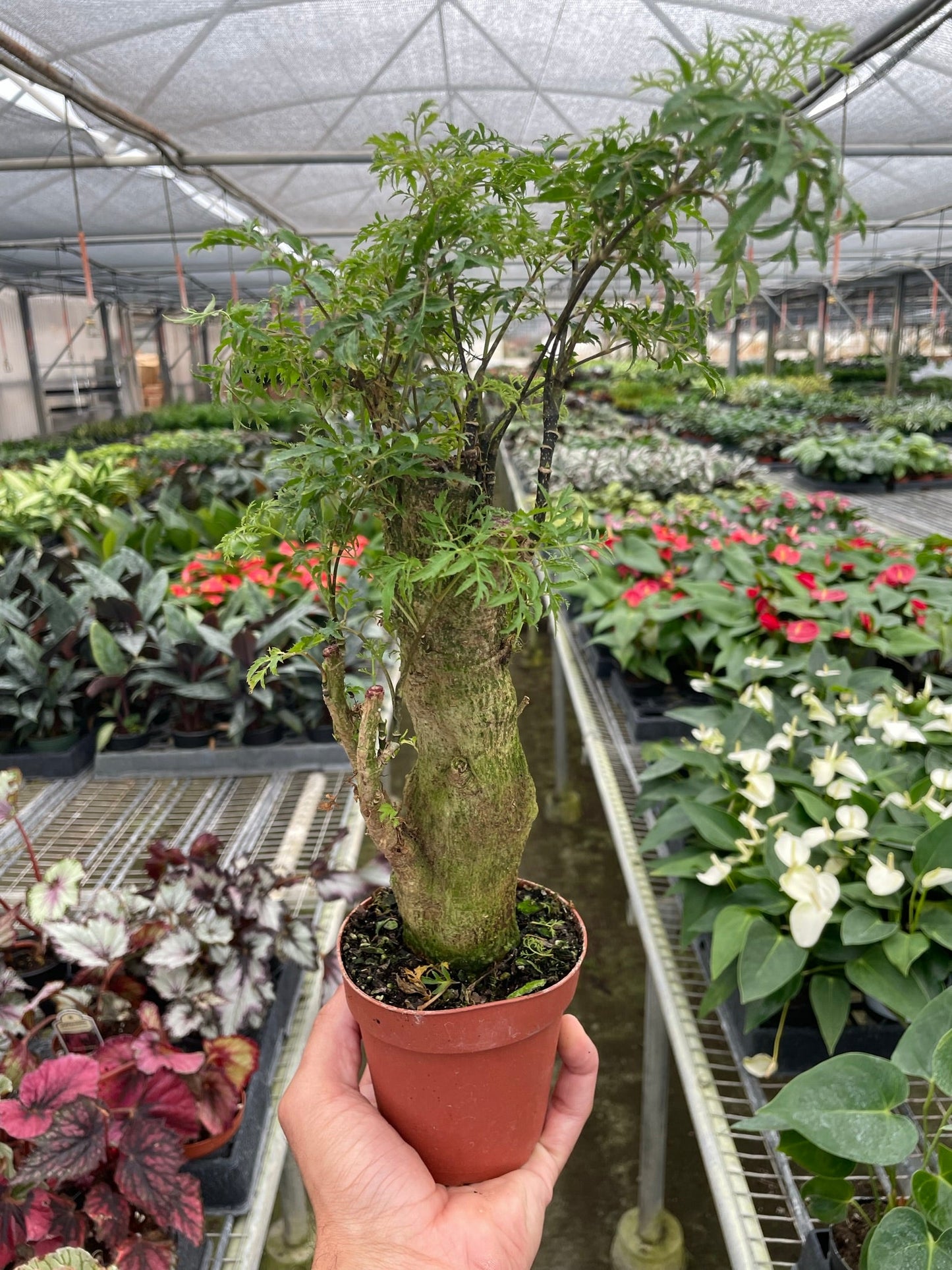 Aralia Ming Stump Plant potted plant