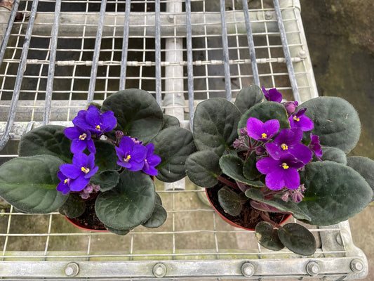 African Violet 4" potted plant