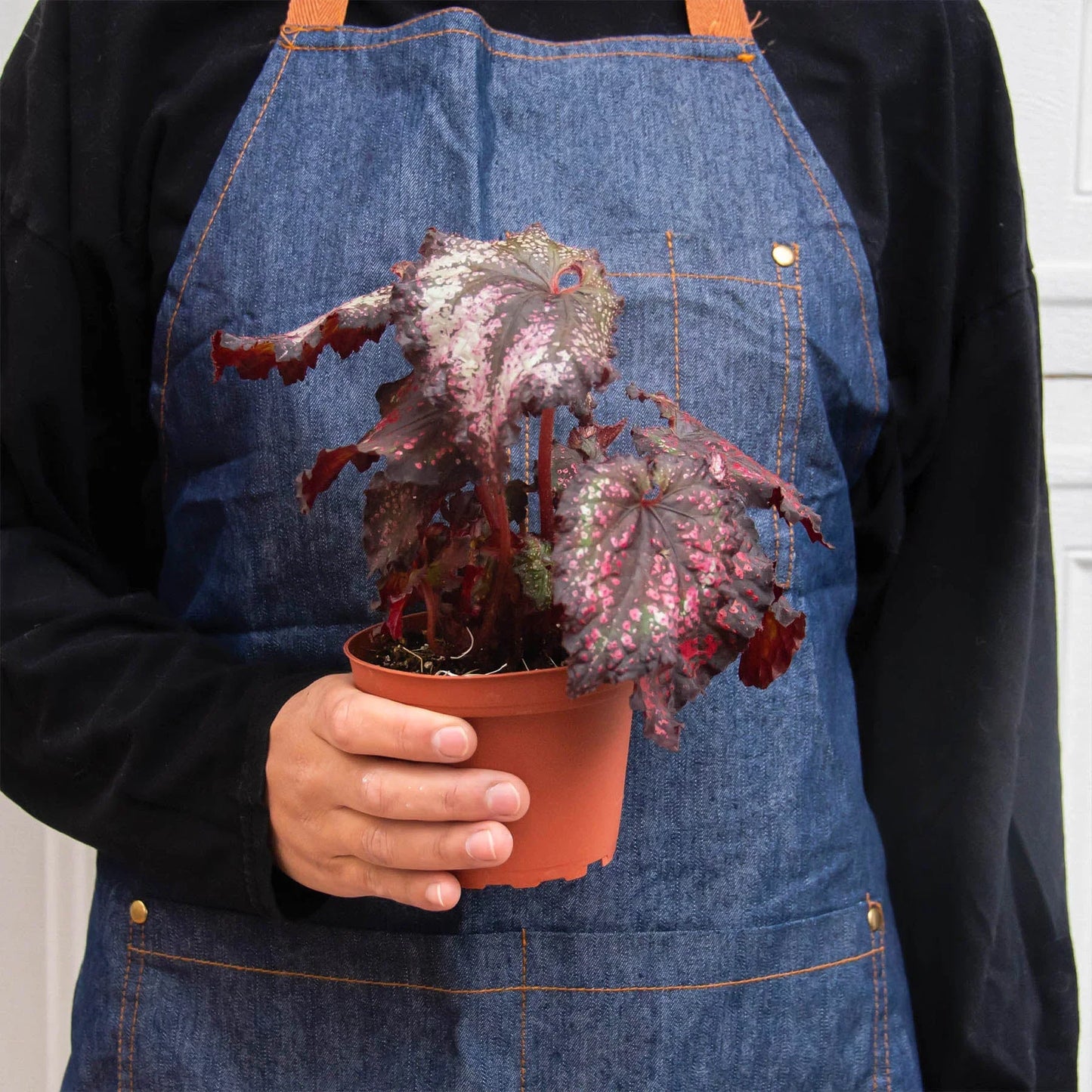 Begonia 'Rex' potted plant