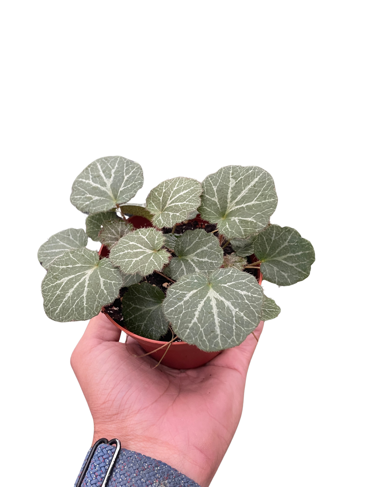 Begonia 'Strawberry' potted plant