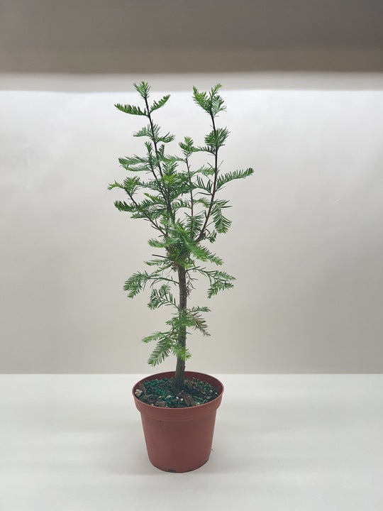 Bonsai Bald Cypress potted plant
