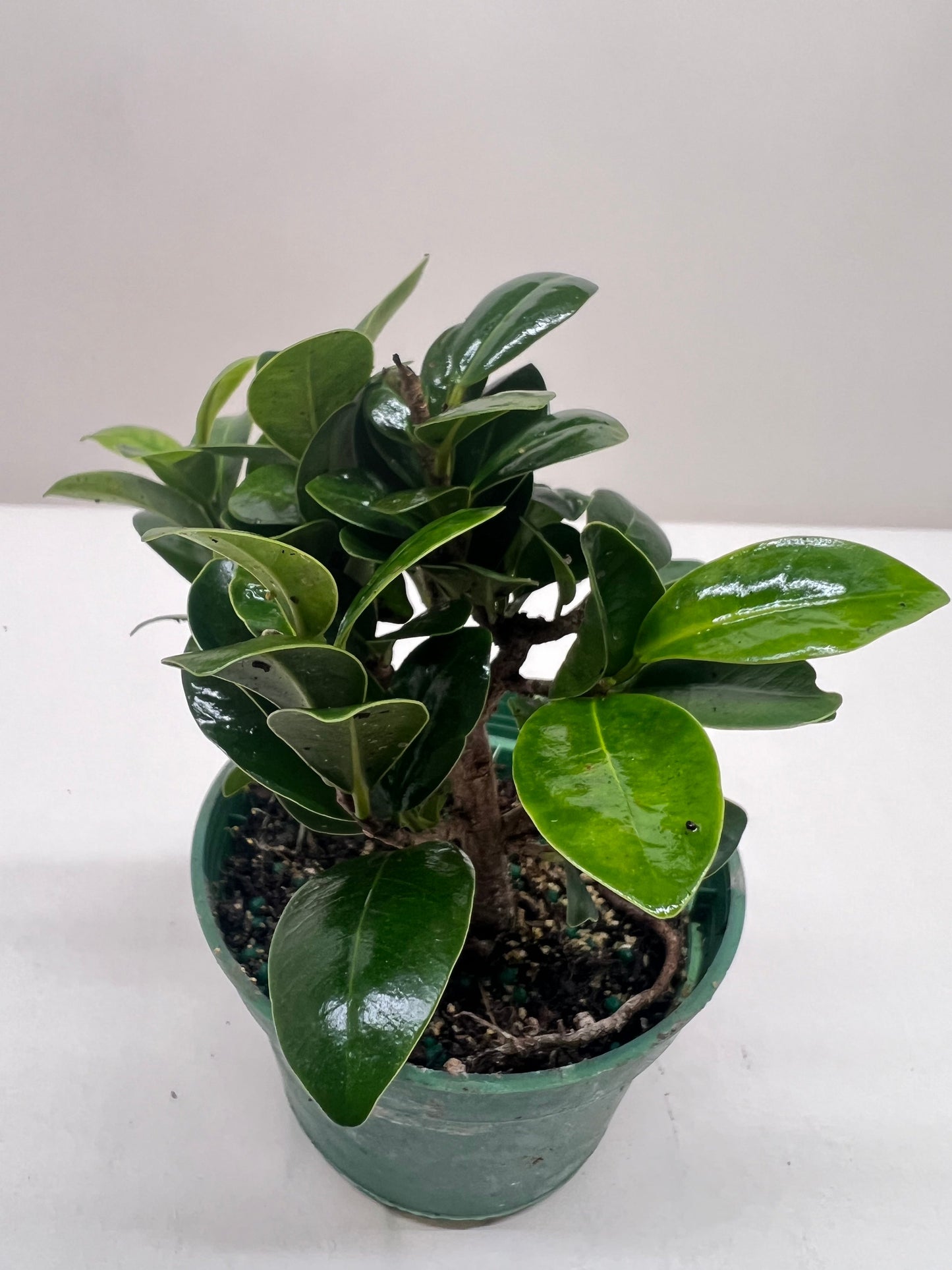 Bonsai Ficus Compacta potted plant