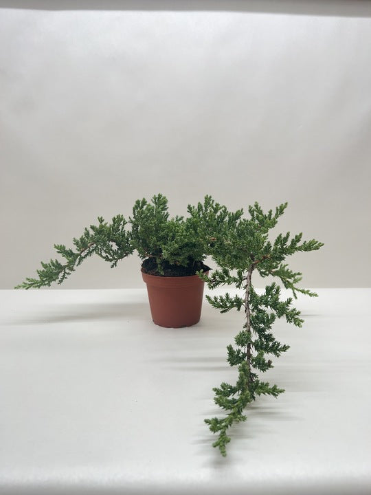 Bonsai Juniper potted plant