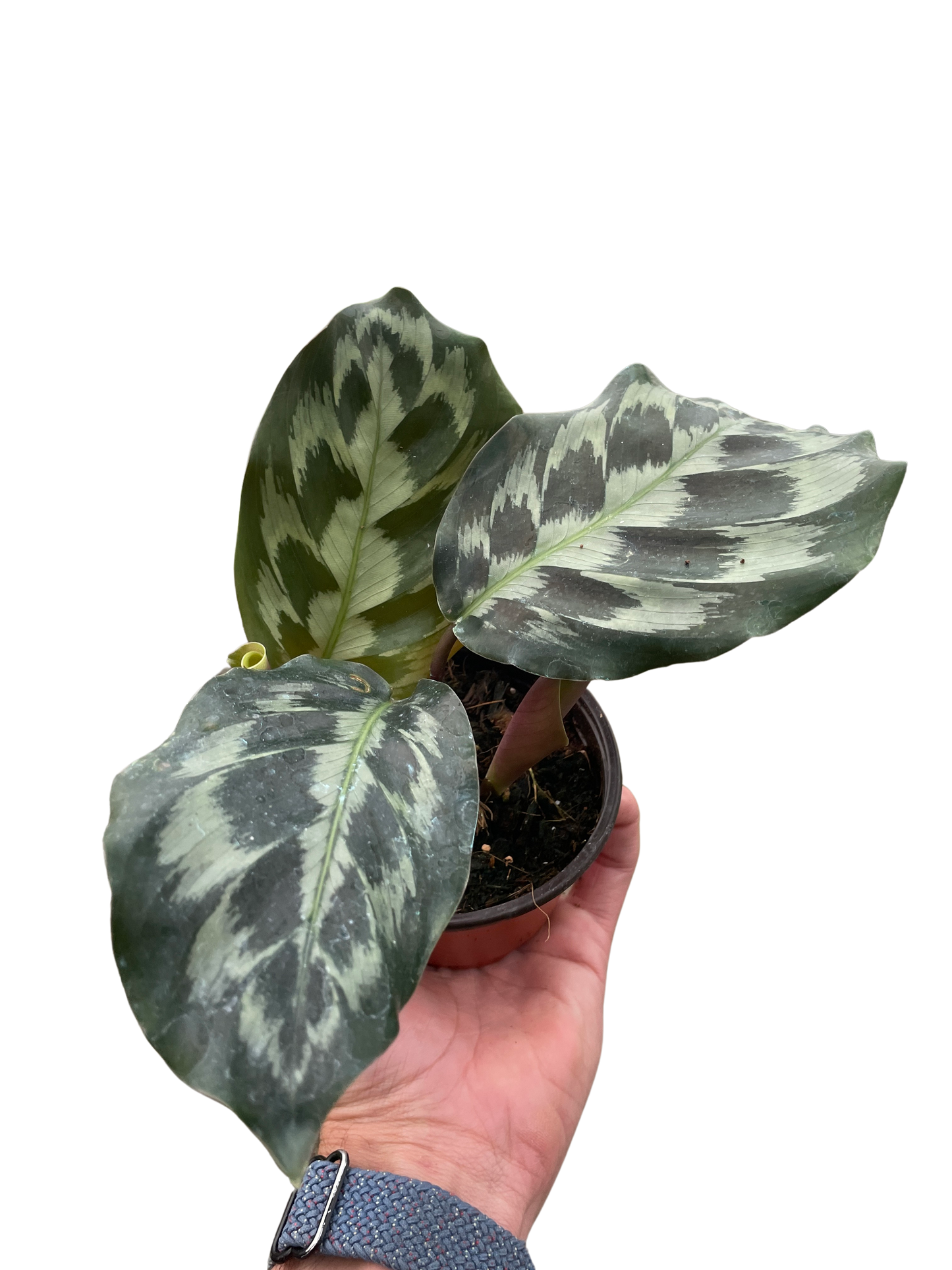 Calathea 'Kennedy' potted plant