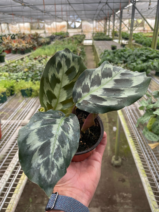 Calathea 'Kennedy' potted plant