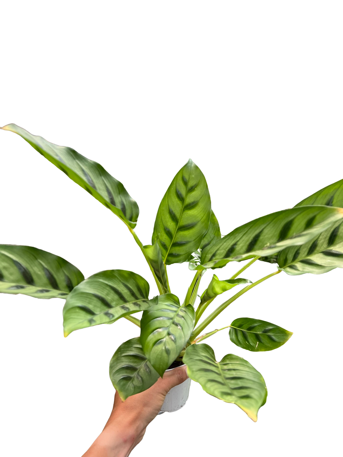 Calathea Leopardina potted plant