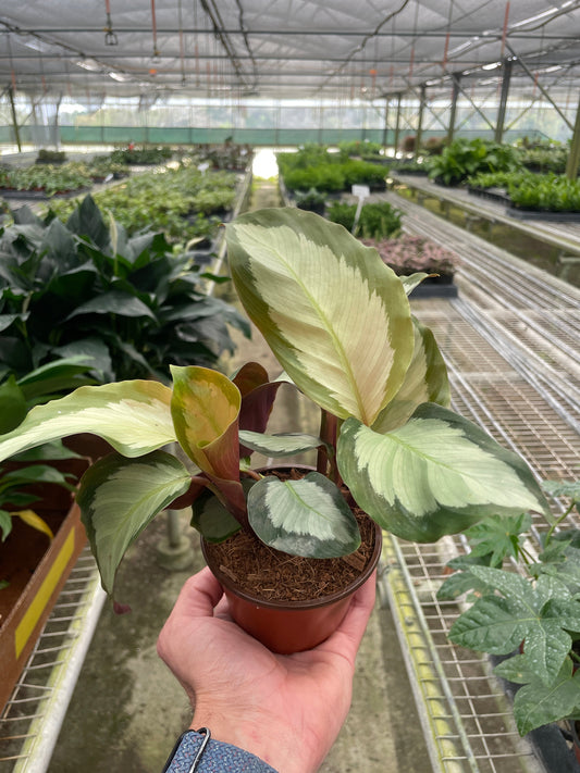 Calathea 'Picturata' potted plant