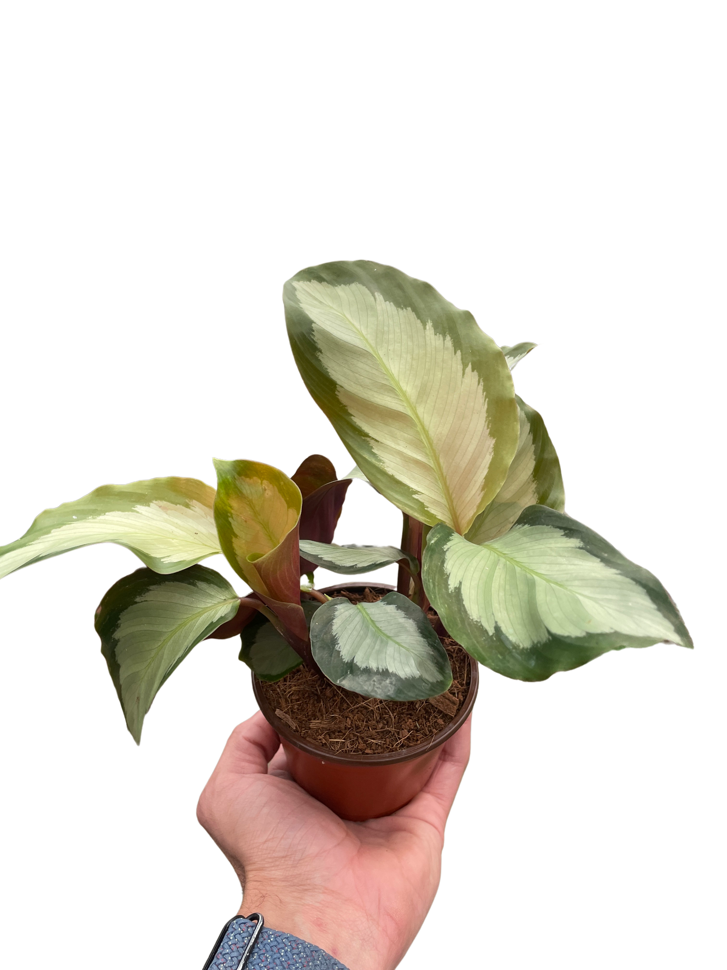 Calathea 'Picturata' potted plant