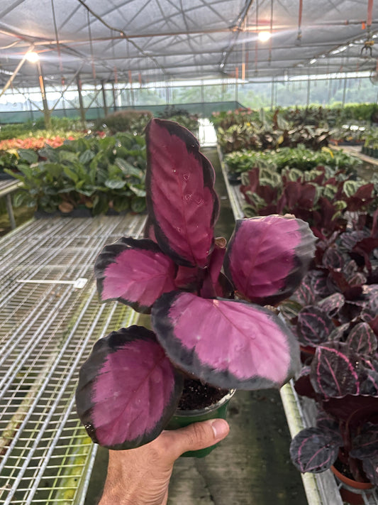 Calathea 'Purple Rose' potted plant