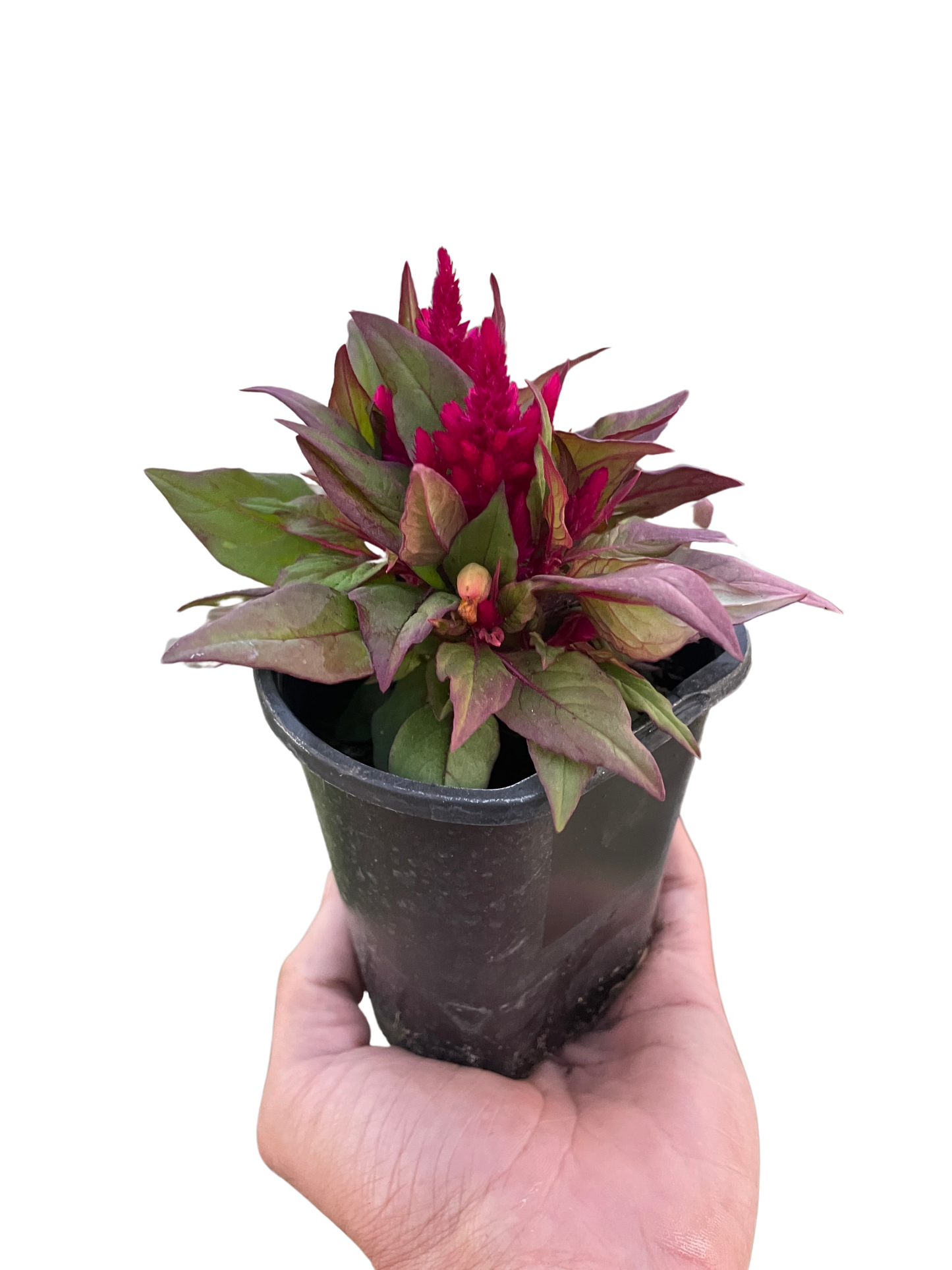 Celosia potted plant