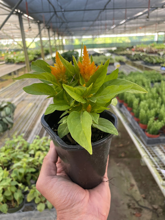 Celosia potted plant