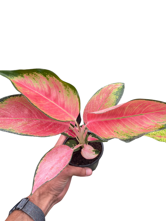 Chinese Evergreen 'Pink Pearl' 4" potted plant