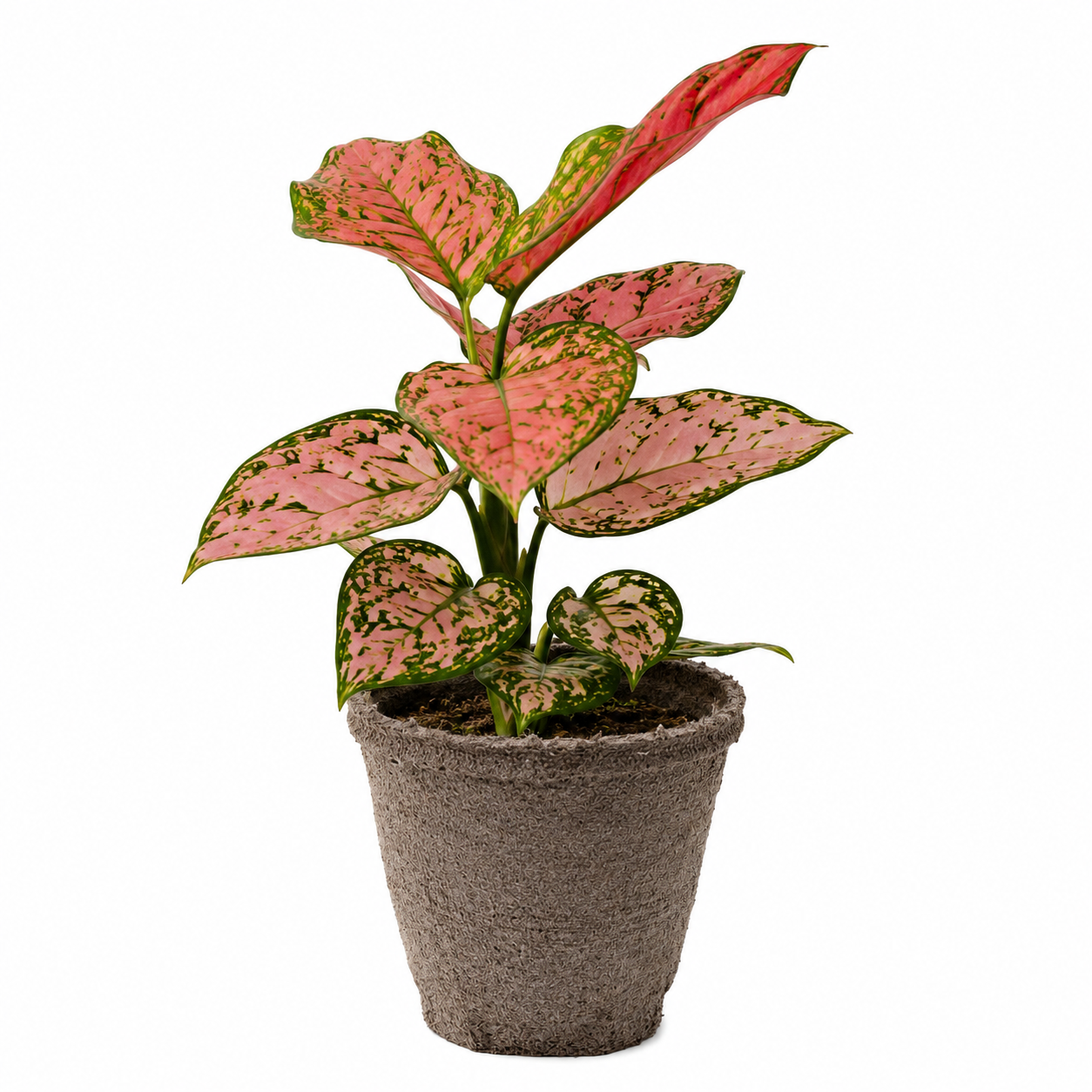 Chinese Evergreen 'Lady Valentine' potted plant