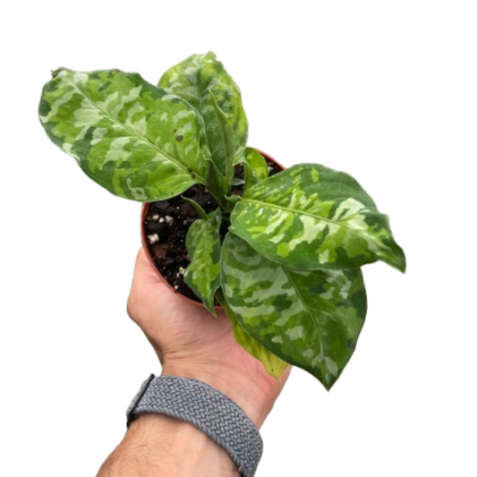 Chinese Evergreen Pictum Tricolor 4" potted plant