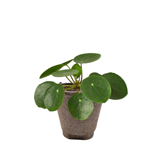 Pilea Peperomioides 'Chinese Money' potted plant