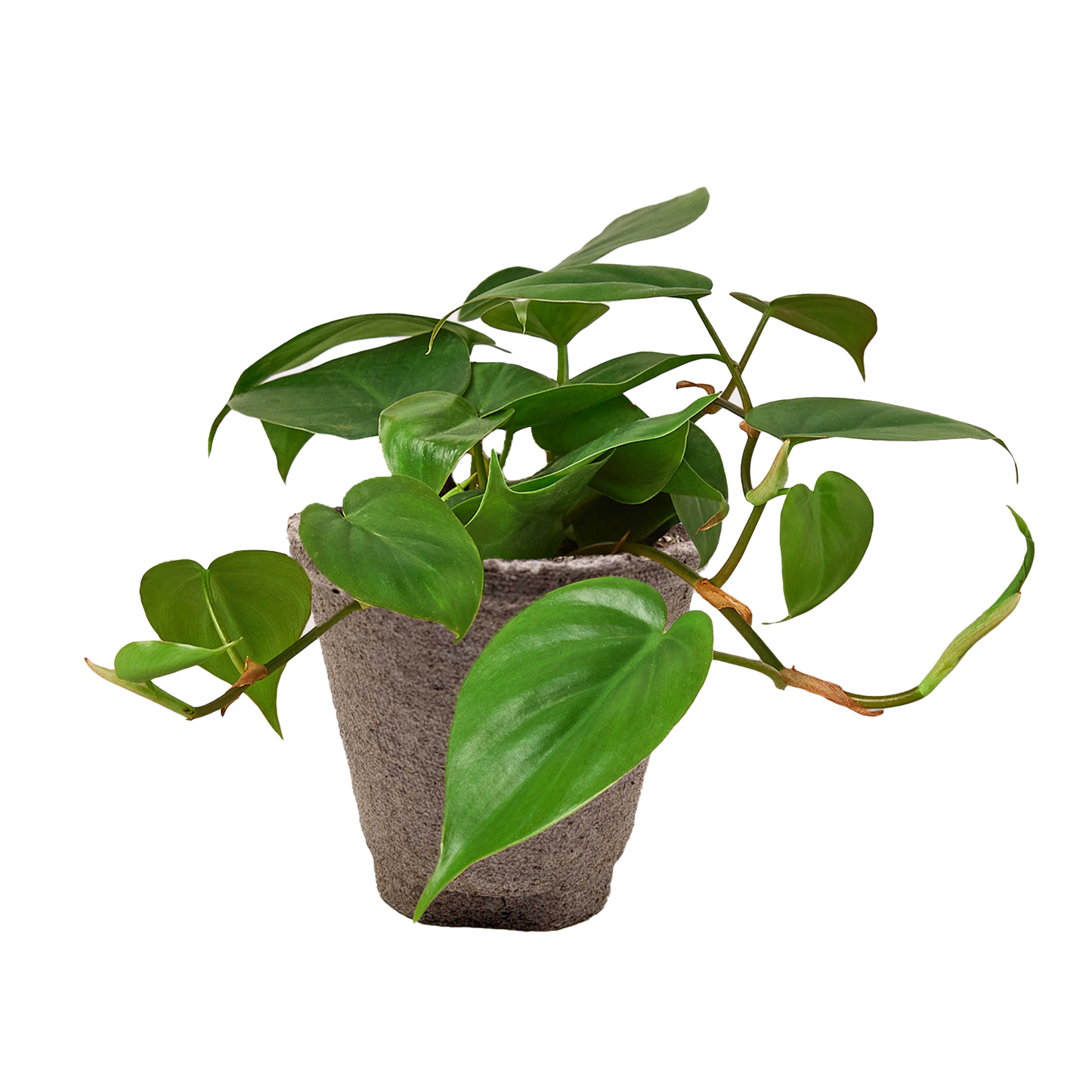 Philodendron Cordatum Heartleaf potted plant