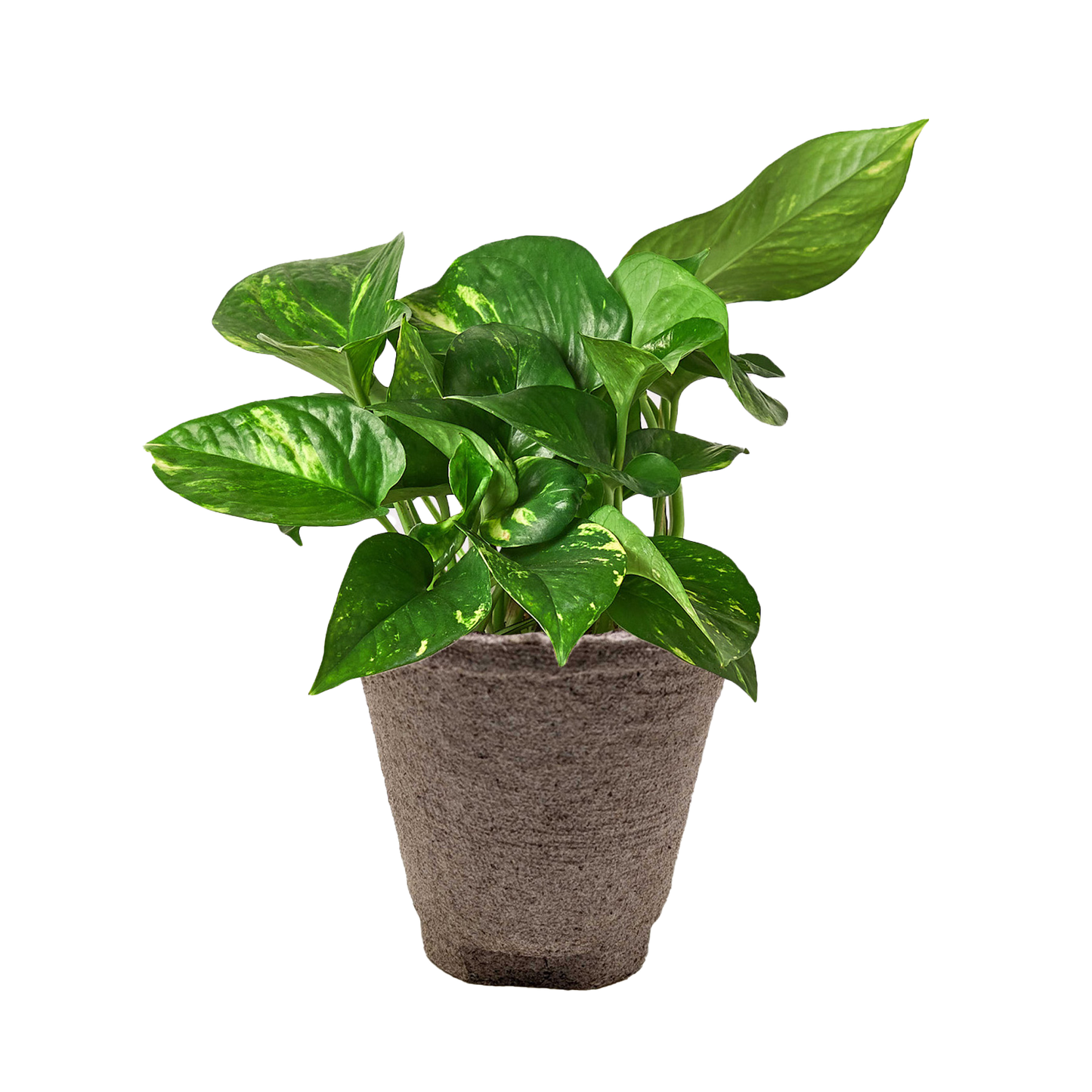 Pothos 'Golden' potted plant