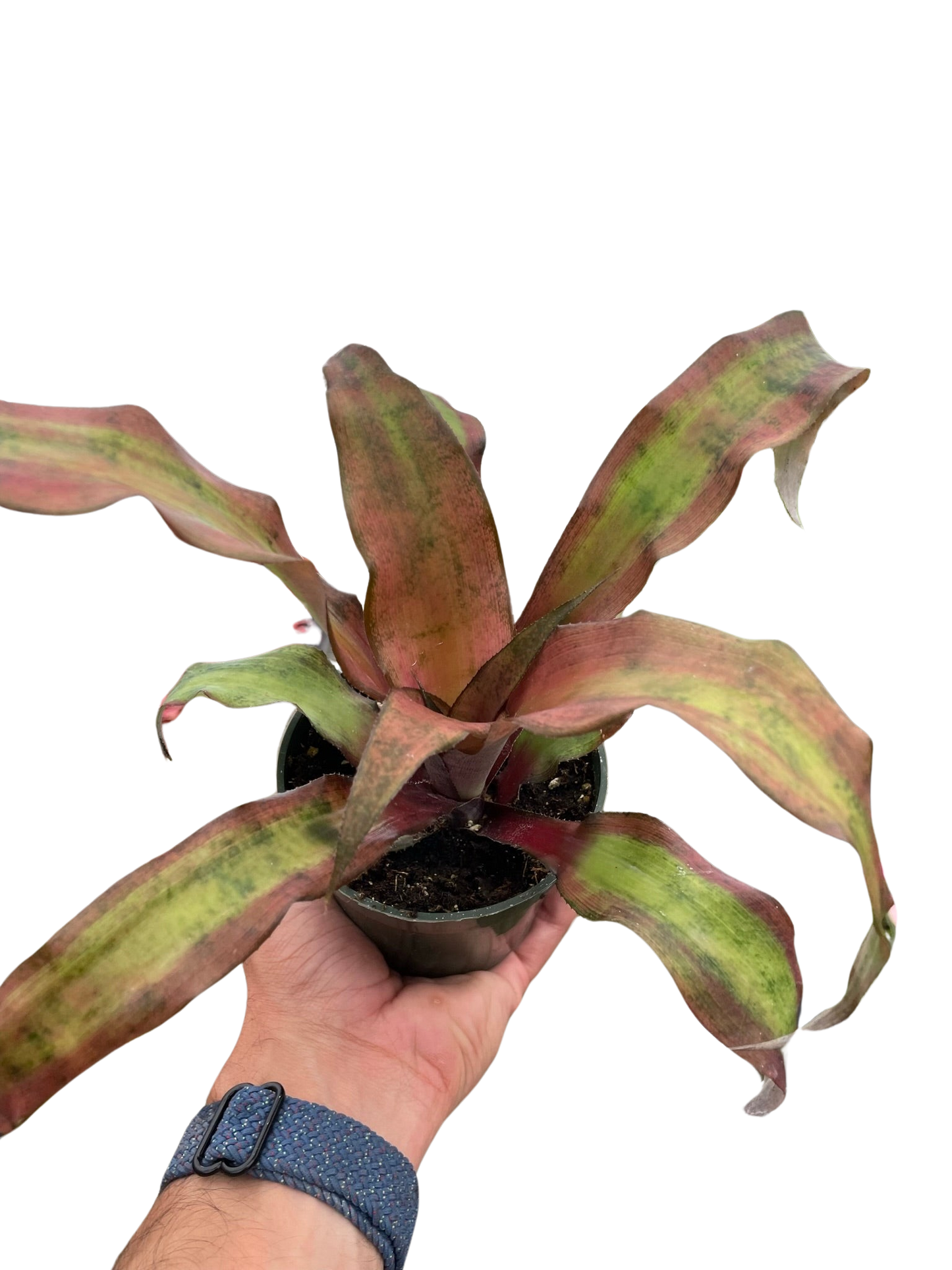 Cryptanthus 'Calypso' potted plant