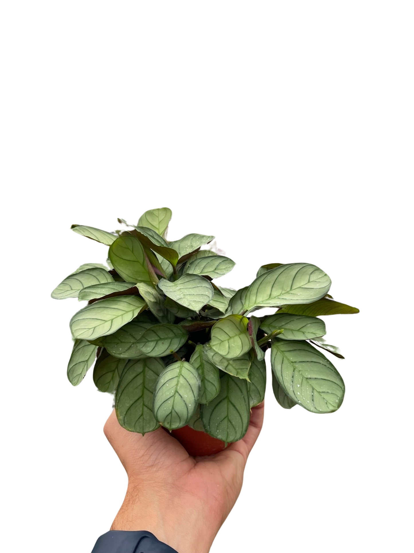 Ctenanthe burle-marxii 'Amagris' potted plant