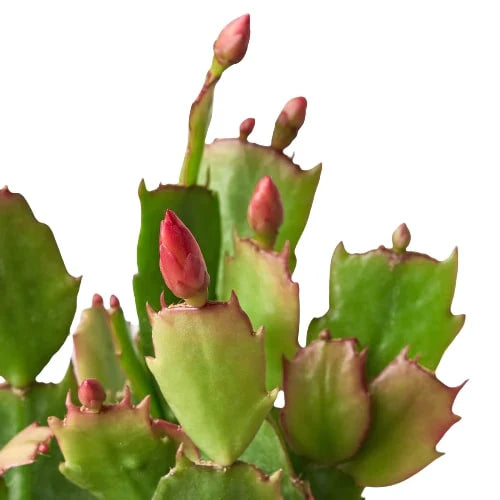 Zygocactus 'Christmas Cactus' potted plant