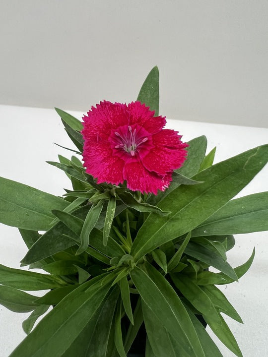 Dianthus potted plant