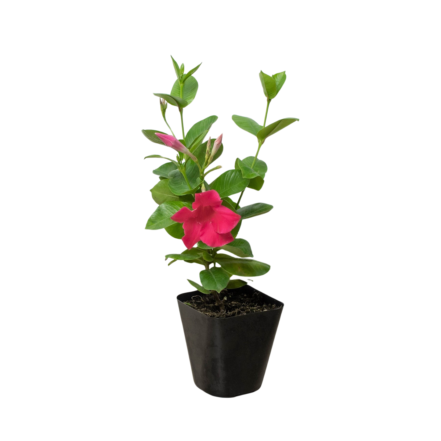 Dipladenia Premier Hot Pink potted plant