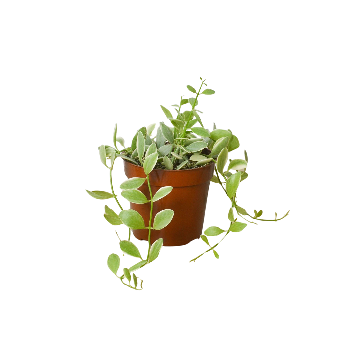 Succulent Dischidia Cascade potted plant