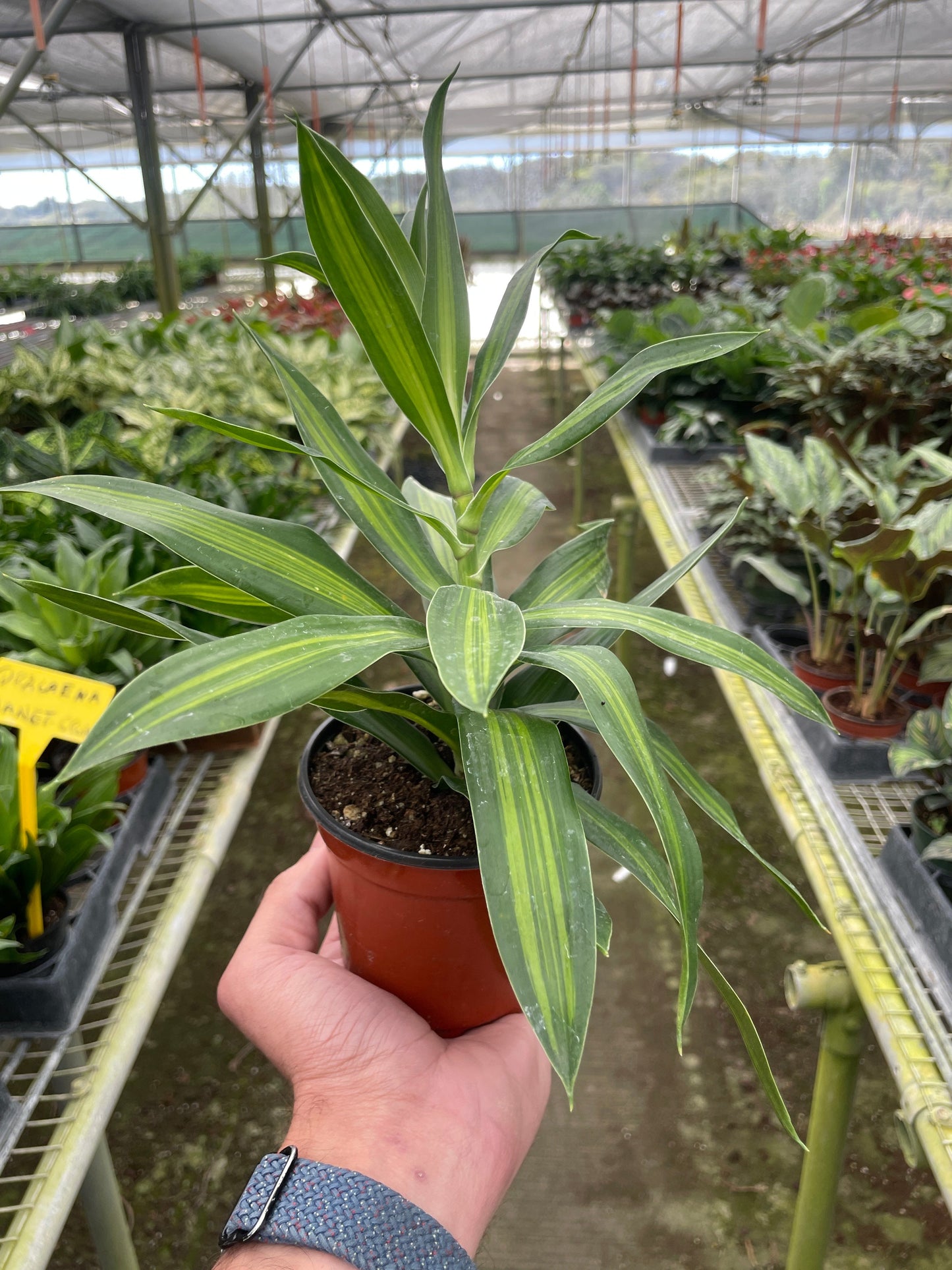 Dracaena 'Song of Jamaica' 6" potted plant