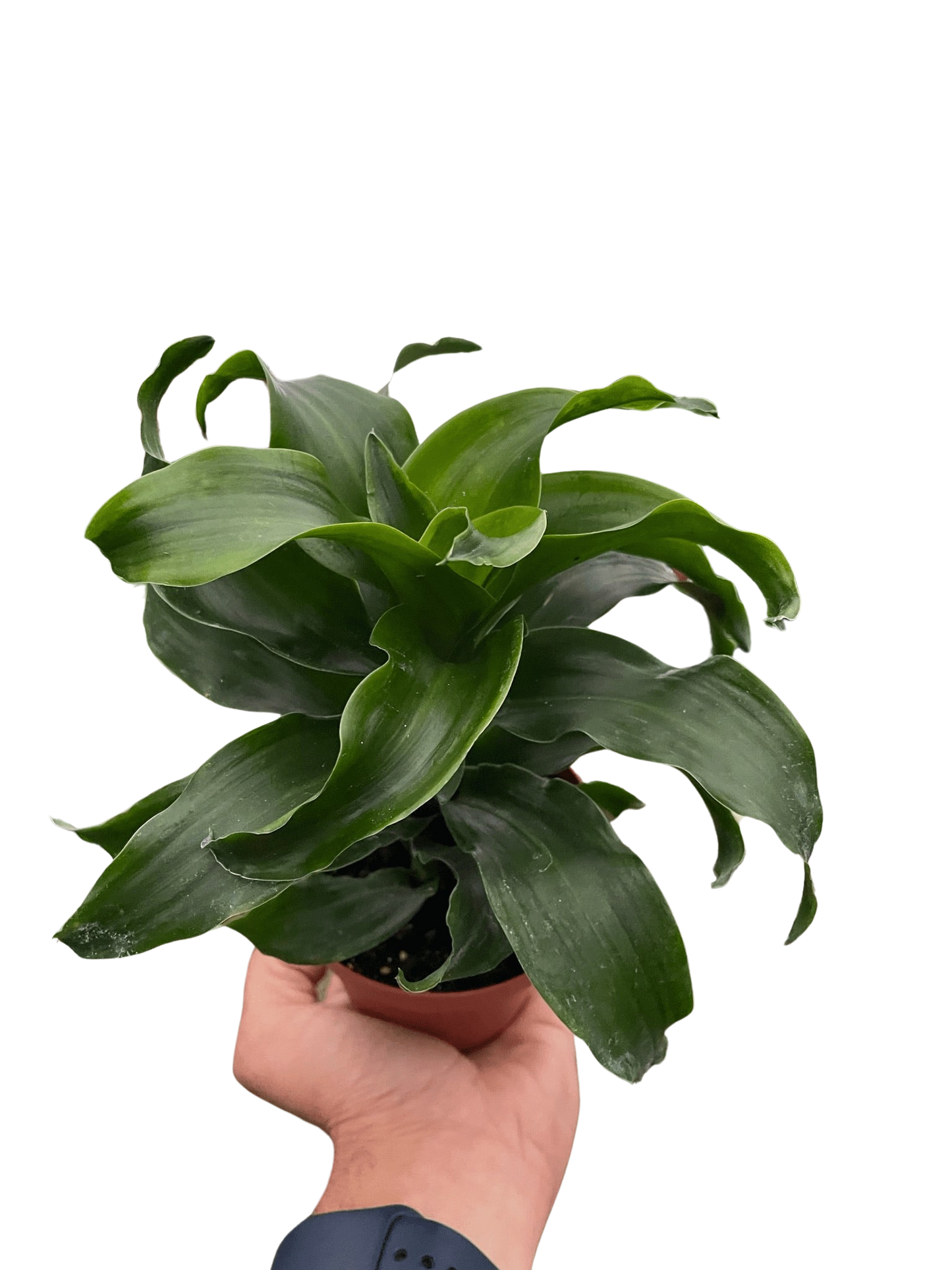 Dracaena 'Twister' potted plant