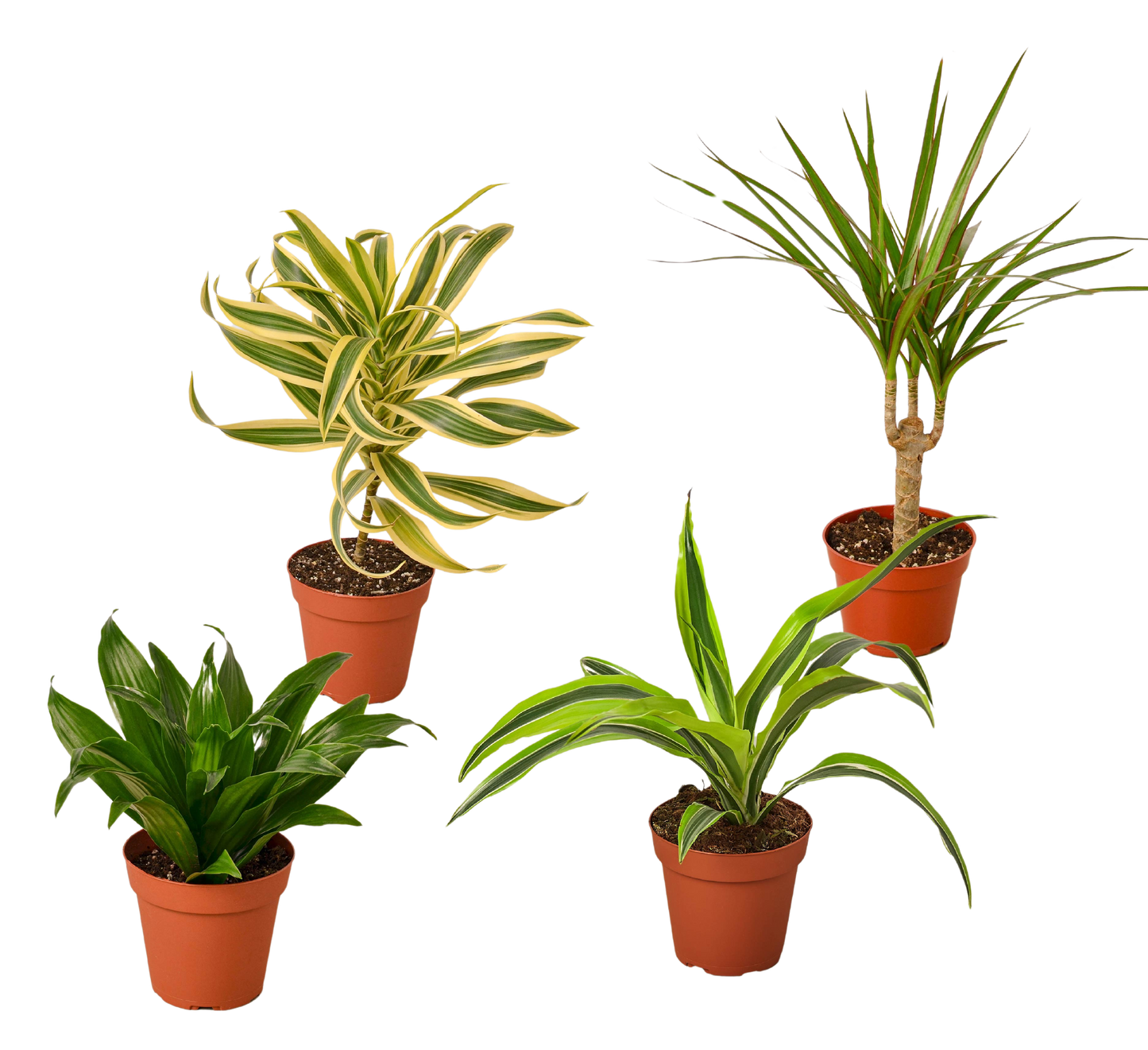4 Different Dracaenas Variety Pack 4" potted plant