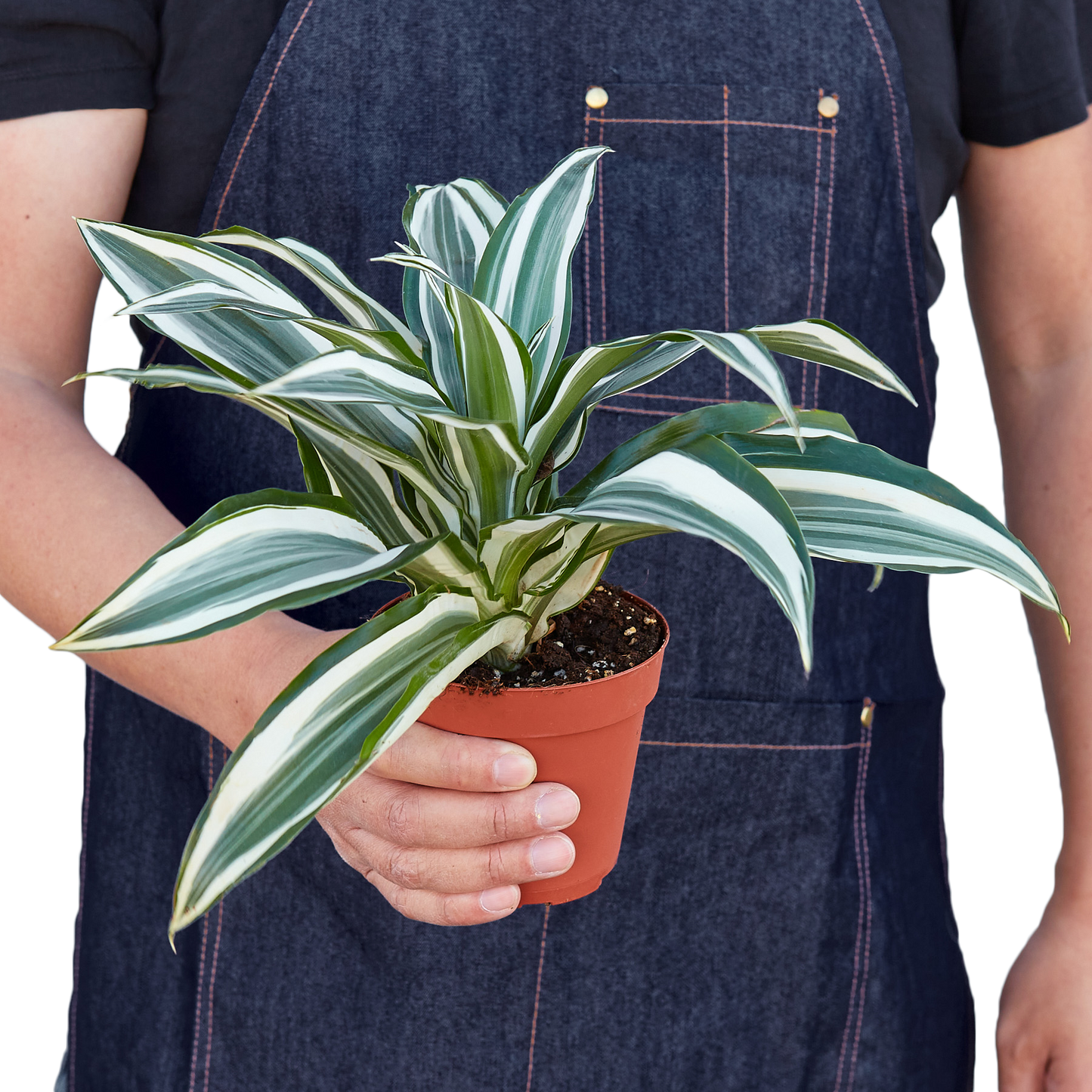 Dracaena 'Warneckii White Jewel' potted plant