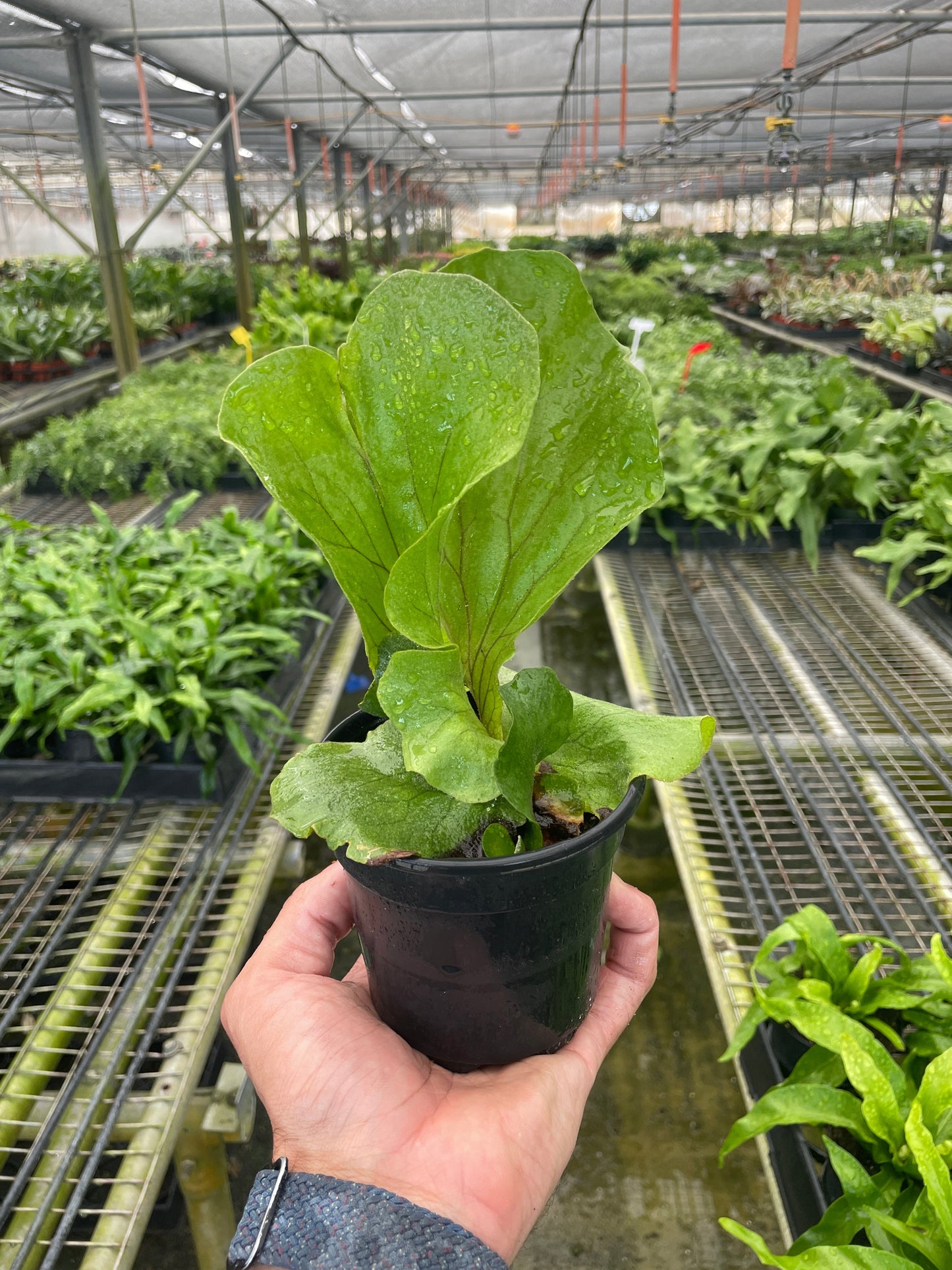 Fern 'Elephant' 6" potted plant