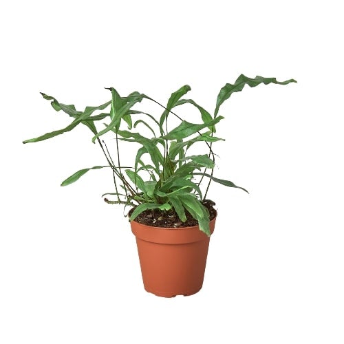 Fern 'Kangaroo Paw' 4" potted plant