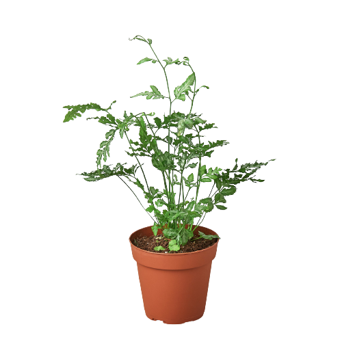 Fern 'Silver Lace' 2" potted plant
