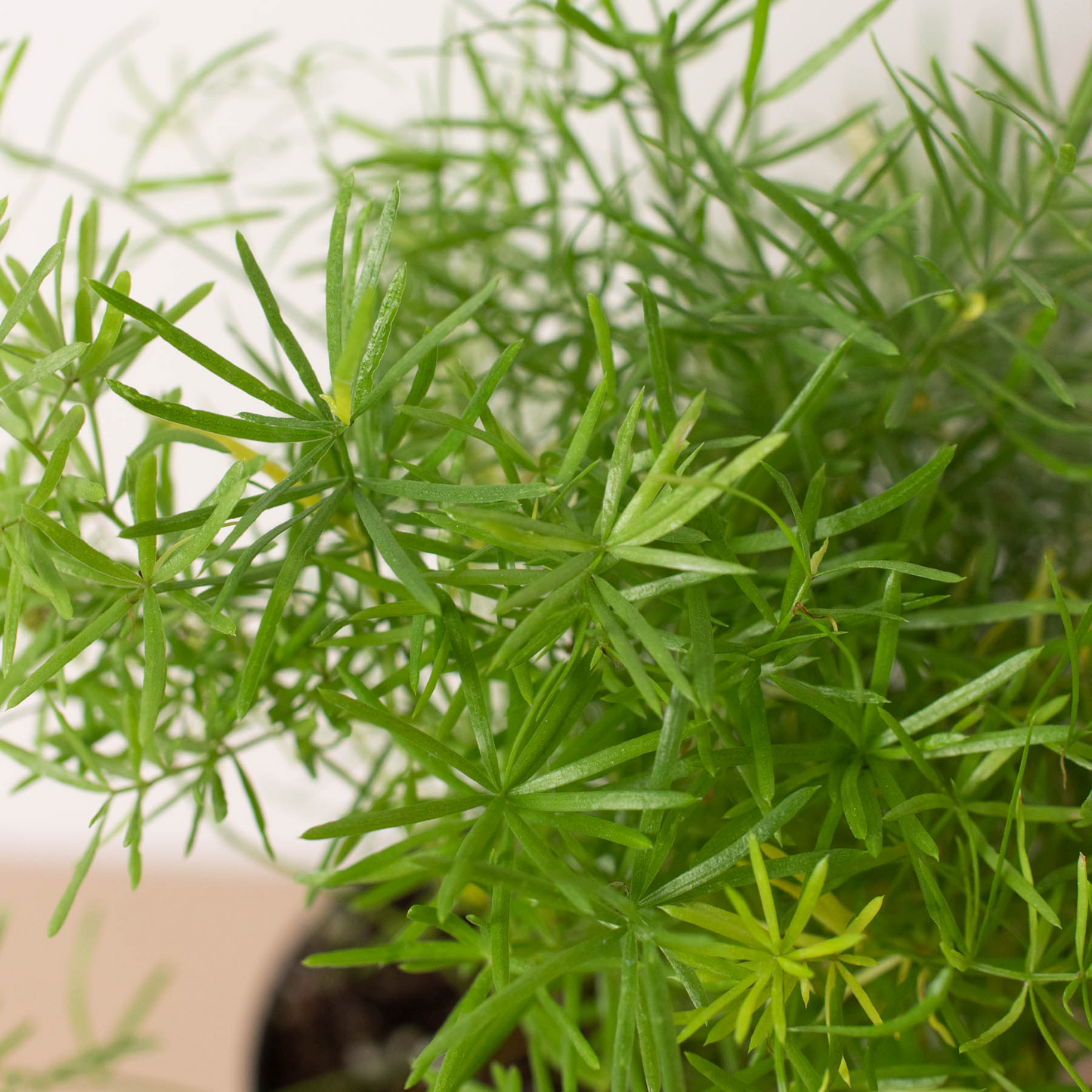 Fern 'Sprengeri' 6" potted plant