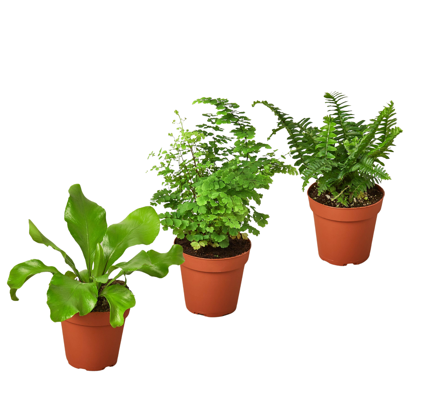 3 Fern Variety Pack 4" potted plant