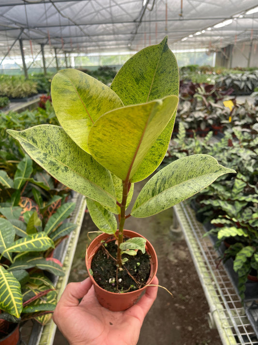 Ficus 'shivereana' (Moonshine) potted plant