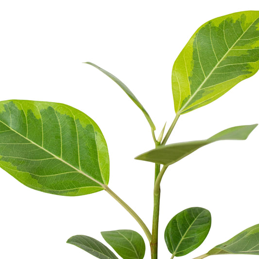 Ficus Altissima 'Yellow Gem' potted plant