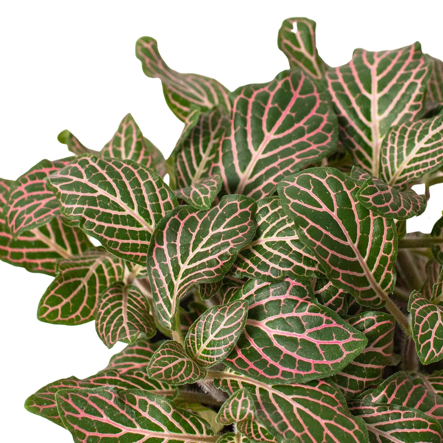 Fittonia 'Pink' 6" potted plant