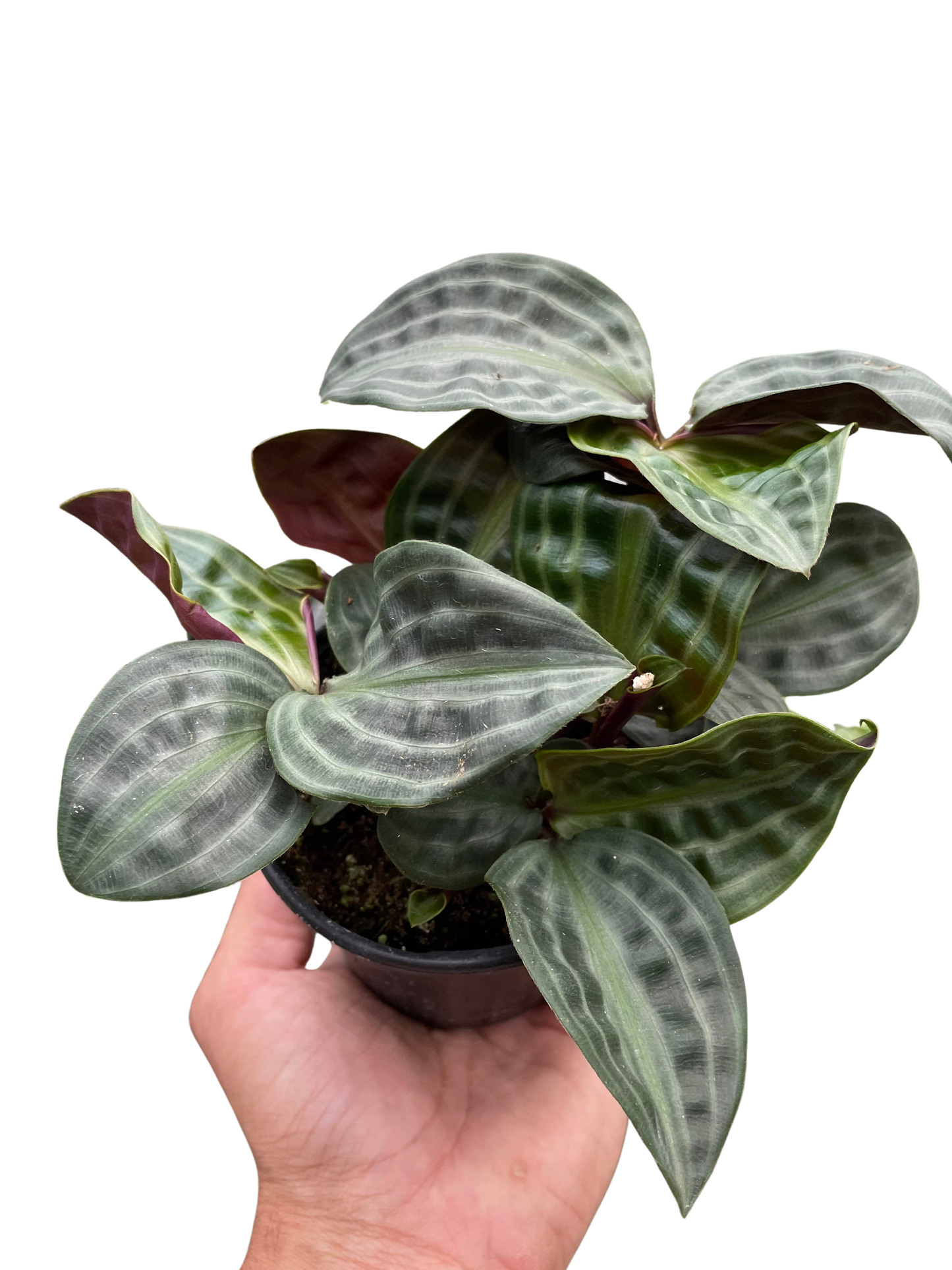Geogenanthus 'Seersucker' potted plant
