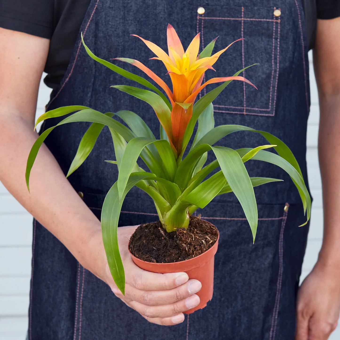 Guzmania Bromeliad 'Orange' potted plant