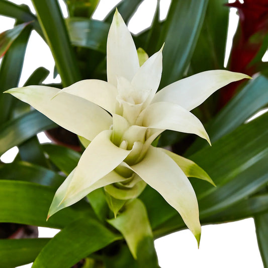 Bromeliad Guzmania 'White' potted plant