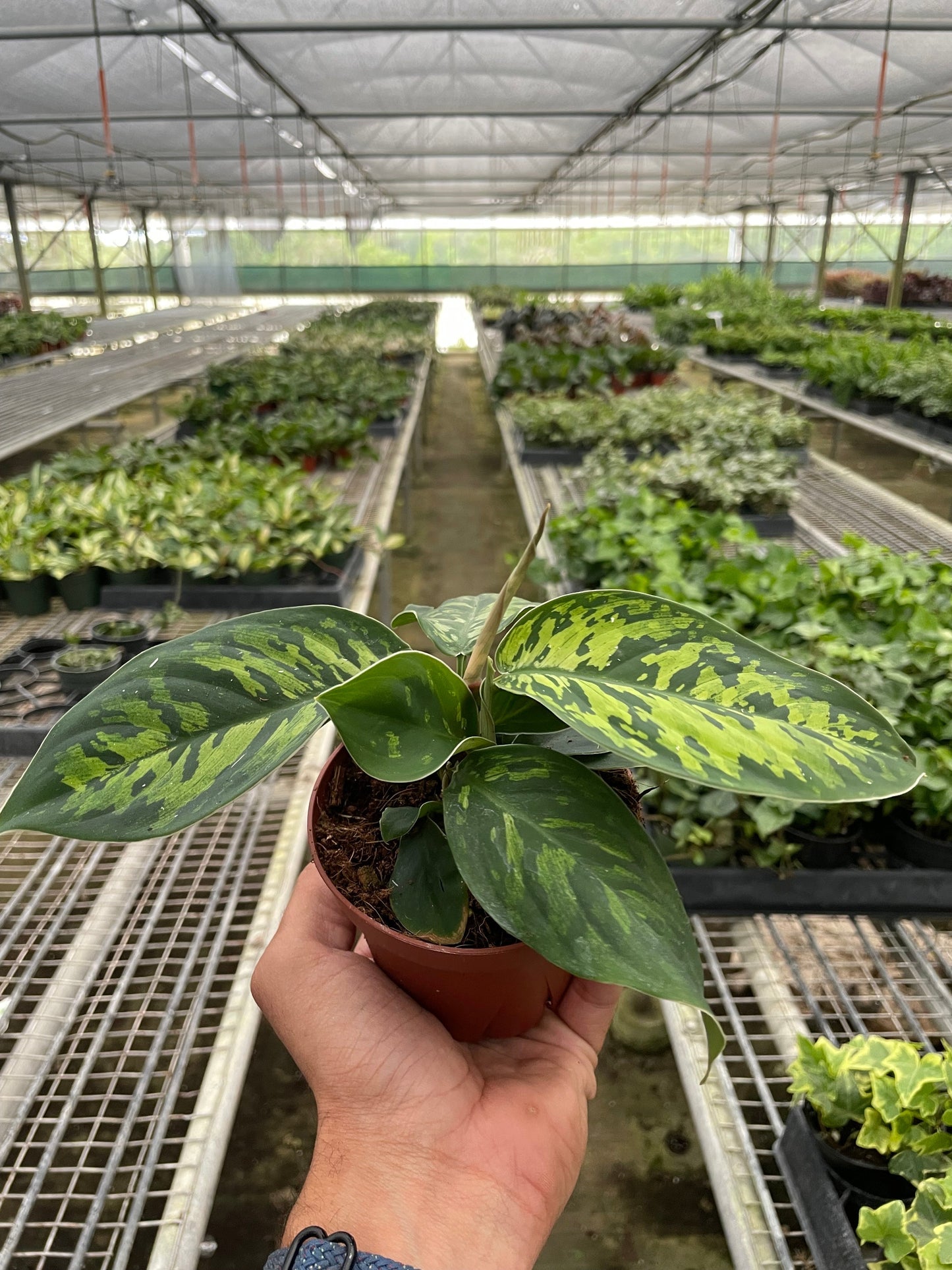 Homalomena 'Camouflage' potted plant