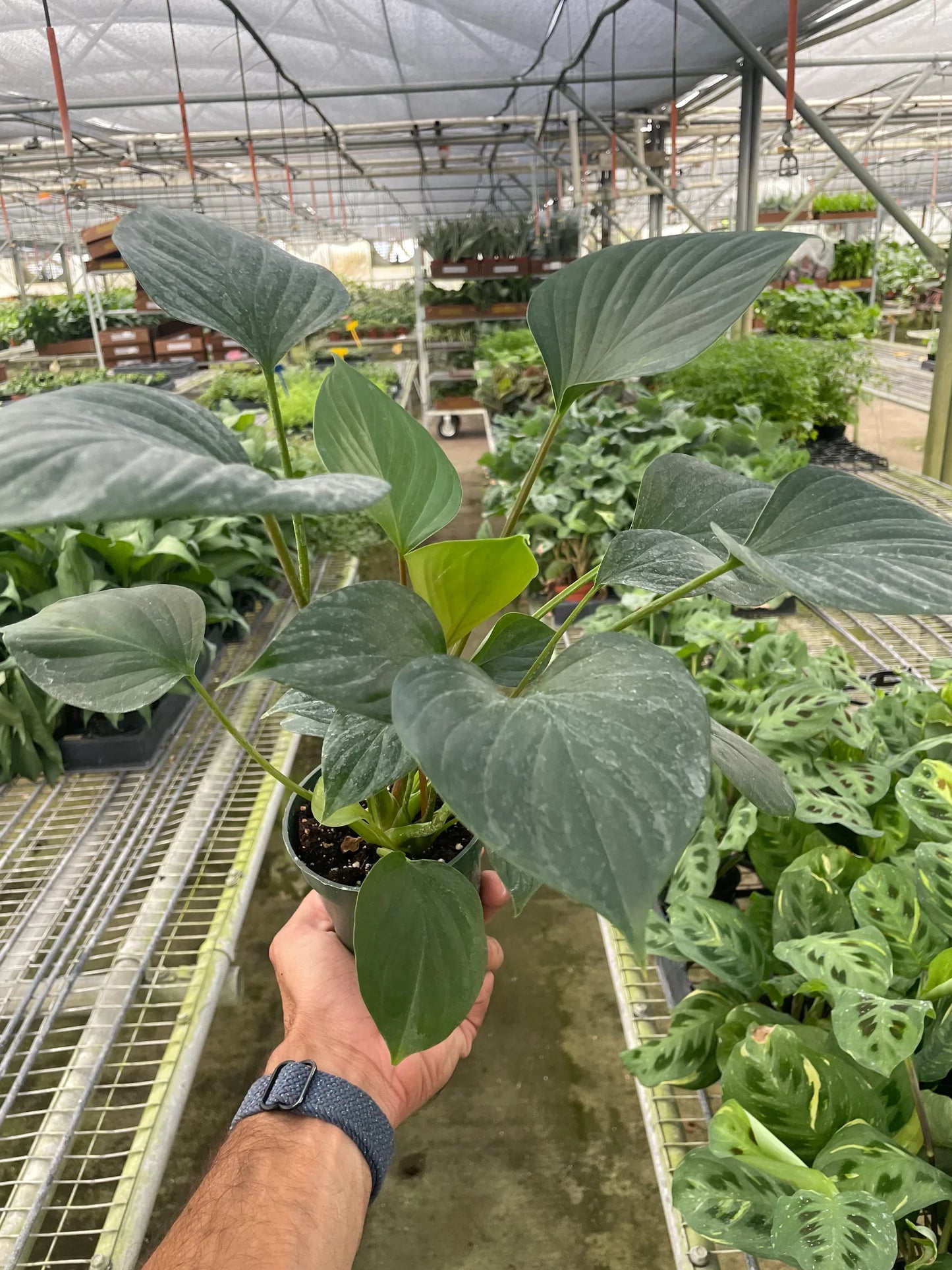 Homalomena 'Emerald Gem' potted plant