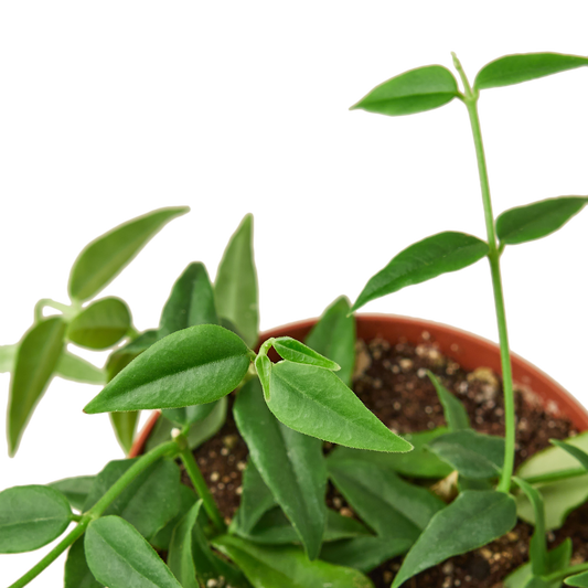 Hoya Bella 4" potted plant