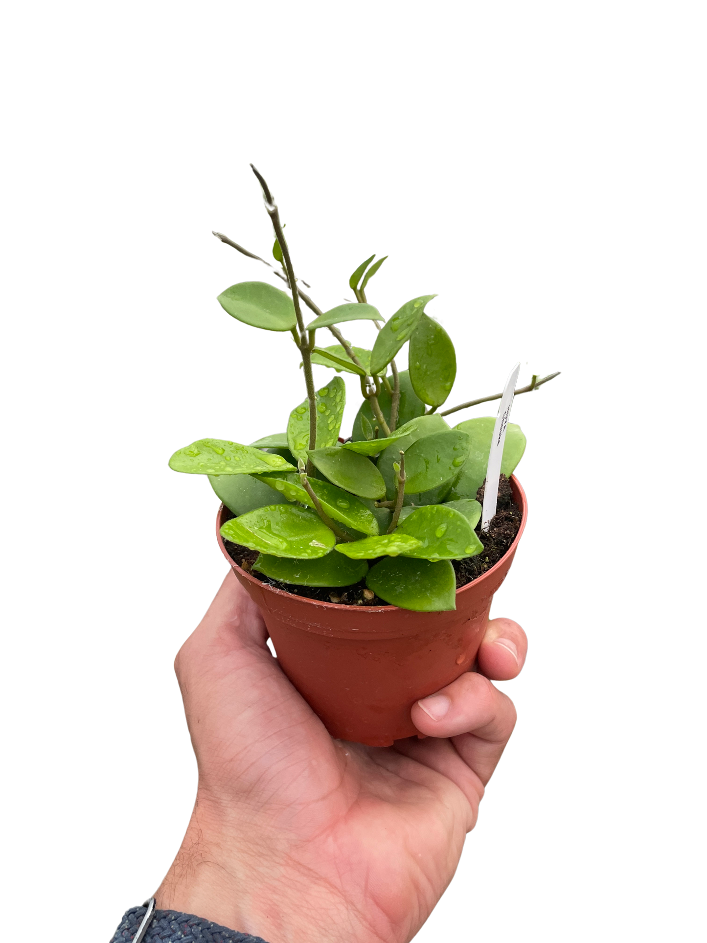 Hoya Bilobata 4" potted plant